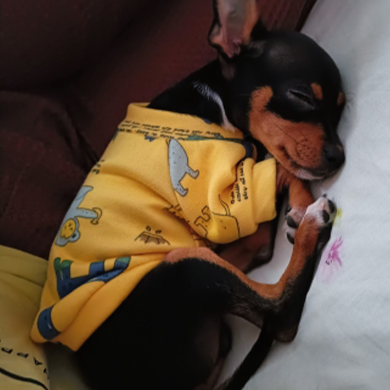 Xs Dog Clothes for Small Dogs  - Winter Clothing Kids review and price